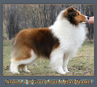 madselin shelties