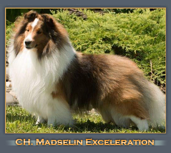 madselin shelties